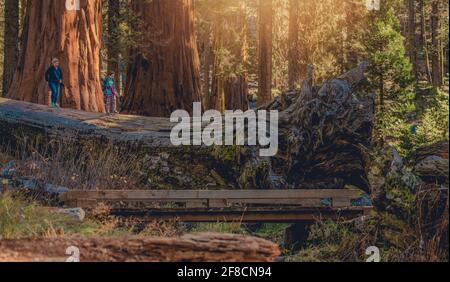 Kaukasische Frau und Mädchen erkunden gemeinsam Riesenmammutbäume in den Bergen der Sierra Nevada bei einem Spaziergang entlang des Fallen Tree. Stockfoto