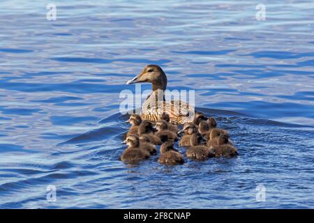 Eeiderente (Somateria mollissima) Weibchen mit Enten, die im Meer schwimmen Stockfoto