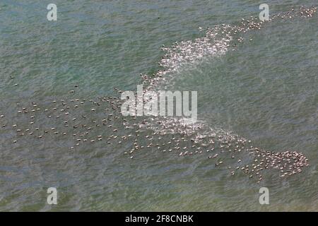 Luftaufnahme über eine Herde von gemeinen Eiderenten (Somateria mollissima) Männchen, die am Meer in der Nähe der Eiderenten-Kolonie am Strand, Island, schwimmen Stockfoto