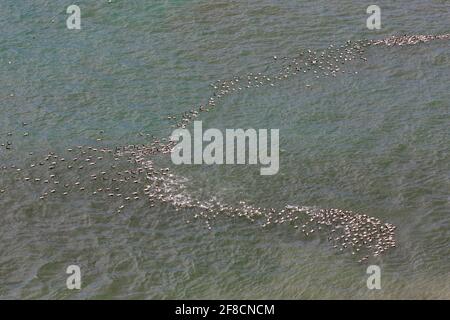 Luftaufnahme über eine Herde von gemeinen Eiderenten (Somateria mollissima) Männchen, die am Meer in der Nähe der Eiderenten-Kolonie am Strand, Island, schwimmen Stockfoto