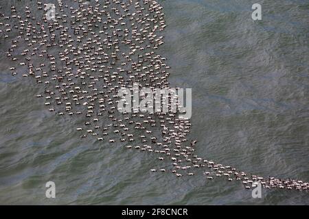 Luftaufnahme über eine Herde von gemeinen Eiderenten (Somateria mollissima) Männchen, die am Meer in der Nähe der Eiderenten-Kolonie am Strand, Island, schwimmen Stockfoto