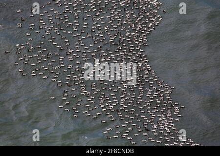 Luftaufnahme über eine Herde von gemeinen Eiderenten (Somateria mollissima) Männchen, die am Meer in der Nähe der Eiderenten-Kolonie am Strand, Island, schwimmen Stockfoto