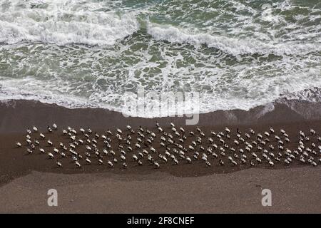 Luftaufnahme über eine Herde von gemeinen Eiderenten (Somateria mollissima) Männchen, die sich am Strand, Island, ausruhen Stockfoto