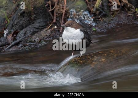 Weißkehltauchler / Europäischer Wassertauchler (Cinclus cinclus), der sich im Bach aufforst Stockfoto