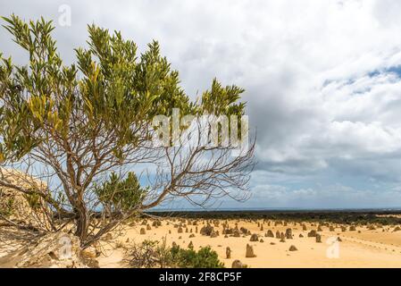 Ein einziger Baum, der auf gelbem Wüstensand wächst. Die Pinnacles-Wüste im Nambung National Park, Westaustralien Stockfoto
