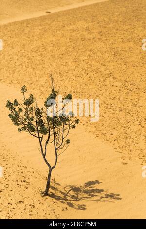 Einsamer Baum - Banksia sessilis (Papageienbuschpflanze) wächst auf Sanddünen. Gelbe Wüstenlandschaft im Nambung National Park, WA Stockfoto