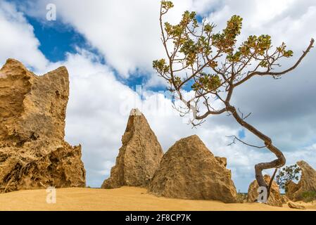 Ein einziger Baum - Banksia sessilis (Papageienbuschpflanze), die in gelbem Wüstensand wächst. Pinnacles Desert im Nambung National Park, Westaustralien Stockfoto