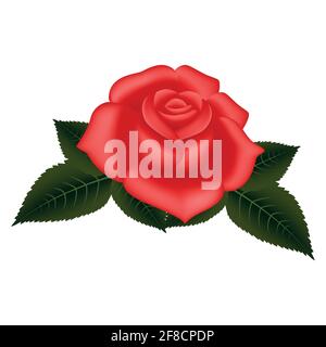 vektor Rose Blumen und Blütenblätter auf transparentem Hintergrund. Draufsicht. Valentinstag und Muttertag Hintergrund Stock Vektor