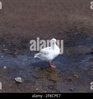 Ente steht in einer Pfütze in der Dorfstraße. Speicherplatz Kopieren. Stockfoto