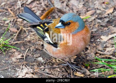 Gewöhnlicher Buchhalm männlicher Vogel Fringilla coelebs Songbird Erwachsenenfedern Federkleid Frühling Wild Animal Ground Wildlife Passeriformes Passerine Nature Stockfoto