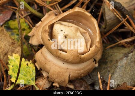 Halsbandpilz (Geastrum triplex). Surrey, Großbritannien. Stockfoto