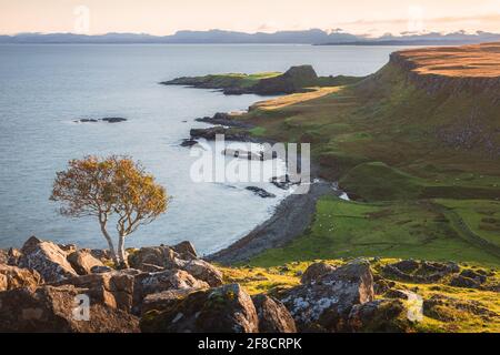 Blick auf die Landschaft mit einarmiges Baumleben und goldenem Sonnen- oder Sonnenaufgangslicht über die Halbinsel Brothers Point auf der Isle of Skye, Scottish Isles, Stockfoto