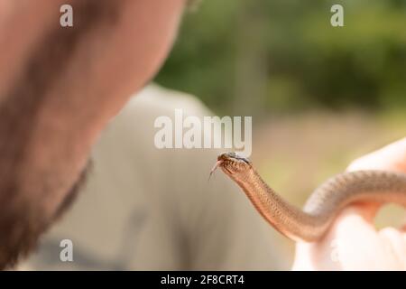 Glatte Schlange (Coronella austriaca) unter Lizenz behandelt. Surrey, Großbritannien. Stockfoto