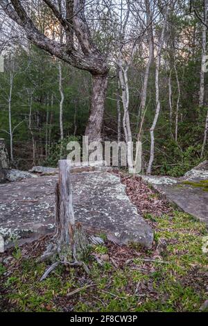 Felsiges Gelände mit Flechten bedeckten Felsbrocken zum Überklettern und Ein abgeschnittener Baum entlang des Weges, der in den Wald führt In den Tennessee Bergen mit der Sonne Stockfoto