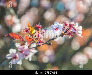 Blühen Sie Blumen vor Bäumen in selektivem Fokus Stockfoto