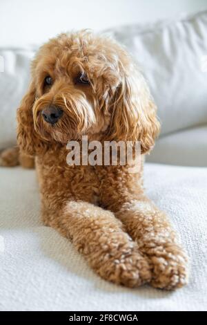 Cavapoo Hund auf der Couch, Mischrasse von Cavalier King Charles Spaniel und Pudel. Stockfoto