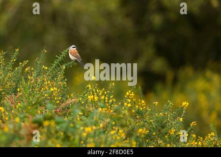 Rotrückenkerwürger (lanius collurio), erwachsenes Männchen, das auf Gorse thront, Sutton Park, England, Großbritannien, September Stockfoto