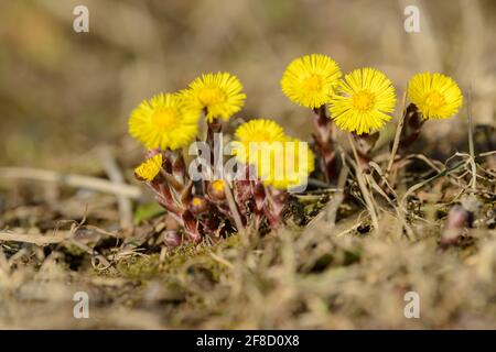 Coltsfoot oder Foalfoot medizinisches Wildkraut. Farfara Tussilago Pflanze wächst auf dem Feld. Junge Blume als Medikamentenzutaten verwendet. Stockfoto