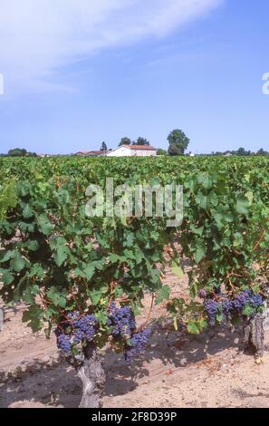 Trauben auf Reben im Weinberg, Saint-Emilion, Gironde. Aquitaine, Frankreich Stockfoto