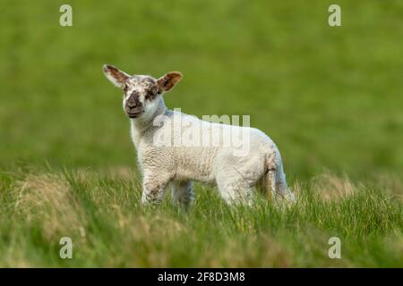 Nahaufnahme eines jungen Lammes im Frühling, stand in üppiger grüner Wiese. Sauberer, grüner Hintergrund. Blick nach vorne. Horizontal. Platz für Kopie. Stockfoto