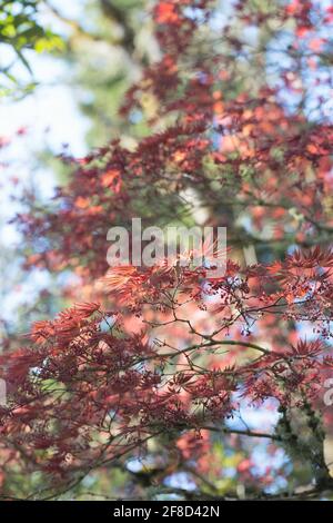 Acer palmatum „Oshio-beni“. Stockfoto