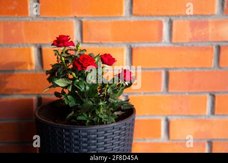 Zwei niedliche Miniaturrosen, orange und dunkelrot, die in schwarzem Kunststoff-Rattan-Blumentopf in Zuhause im Freien, Gartenbau wachsen. Platz für Text. Stockfoto