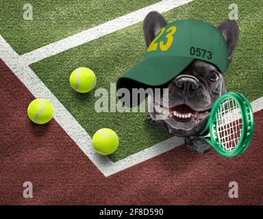 Spieler sportlich französisch Bulldogge Hund auf Tennisplatz mit Bällen, bereit für ein Spiel oder Spiel Stockfoto