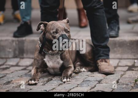 Bild mit geringer Schärfentiefe (selektiver Fokus) mit einem Pitbull, der zusammen mit einer Gruppe von Menschen eine Schnauze trägt. Stockfoto