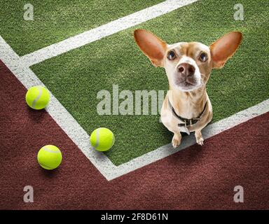 Spieler sportlich chihuahua Hund auf Tennisplatz mit Bällen, bereit für ein Spiel oder Spiel Stockfoto