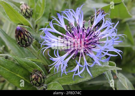 Centaurea montana ‘Grandiflora’ ausdauernde Kornblume Grandiflora – umrandete radiale violett-blaue Blüten und lanzenförmige Blätter, April, England, Großbritannien Stockfoto