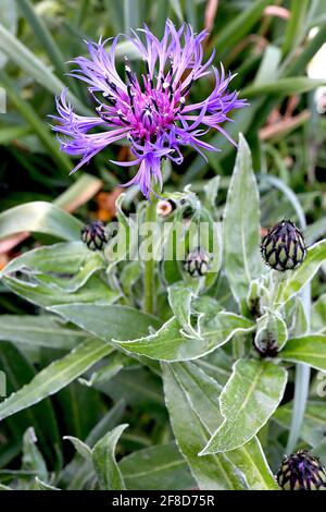 Centaurea montana ‘Grandiflora’ ausdauernde Kornblume Grandiflora – umrandete radiale violett-blaue Blüten und lanzenförmige Blätter, April, England, Großbritannien Stockfoto