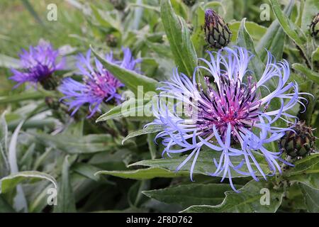 Centaurea montana ‘Grandiflora’ ausdauernde Kornblume Grandiflora – umrandete radiale violett-blaue Blüten und lanzenförmige Blätter, April, England, Großbritannien Stockfoto