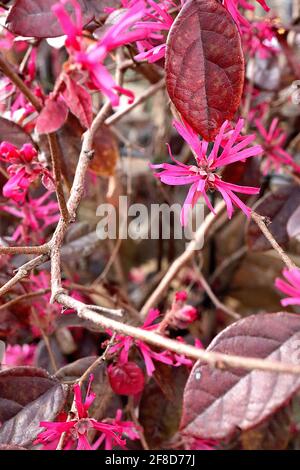 Loropetalum chinense var. rubrum ‘Fire Dance’ Chinesische Fransenblume Fire Dance – tiefrosa bändige Blütenblätter und mahagonibraune Blätter, April, Großbritannien Stockfoto