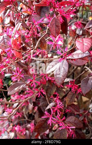 Loropetalum chinense var. rubrum ‘Fire Dance’ Chinesische Fransenblume Fire Dance – tiefrosa bändige Blütenblätter und mahagonibraune Blätter, April, Großbritannien Stockfoto