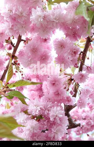 Prunus ‘Asano’ Asano Kirschblüte – Chrysantheme-blühende Cluster rosa Blüten, April, England, Großbritannien Stockfoto