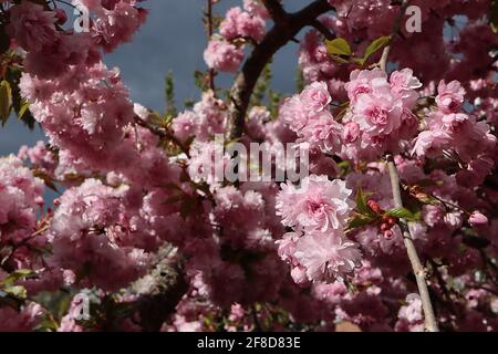 Prunus ‘Asano’ Asano Kirschblüte – Chrysantheme-blühende Cluster rosa Blüten, April, England, Großbritannien Stockfoto