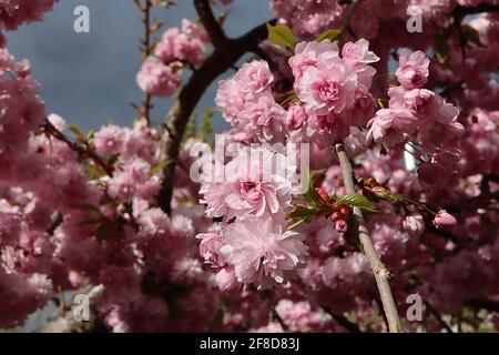 Prunus ‘Asano’ Asano Kirschblüte – Chrysantheme-blühende Cluster rosa Blüten, April, England, Großbritannien Stockfoto