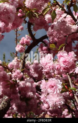 Prunus ‘Asano’ Asano Kirschblüte – Chrysantheme-blühende Cluster rosa Blüten, April, England, Großbritannien Stockfoto