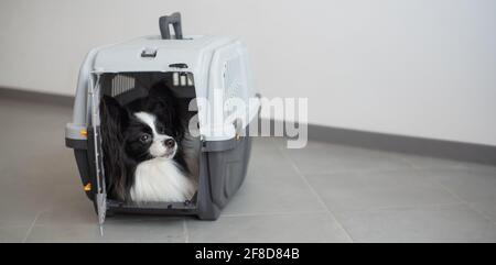 Ein Hund in einer Box für sicheres Reisen. Papillon in einem Tiertransportkäfig Stockfoto