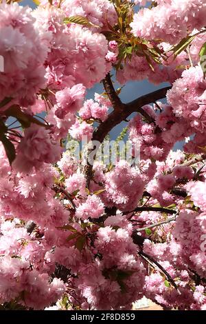 Prunus ‘Asano’ Asano Kirschblüte – Chrysantheme-blühende Cluster rosa Blüten, April, England, Großbritannien Stockfoto