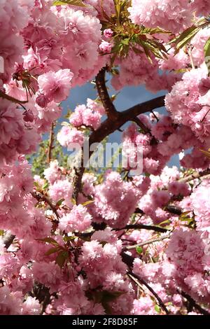 Prunus ‘Asano’ Asano Kirschblüte – Chrysantheme-blühende Cluster rosa Blüten, April, England, Großbritannien Stockfoto