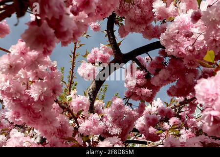 Prunus ‘Asano’ Asano Kirschblüte – Chrysantheme-blühende Cluster rosa Blüten, April, England, Großbritannien Stockfoto