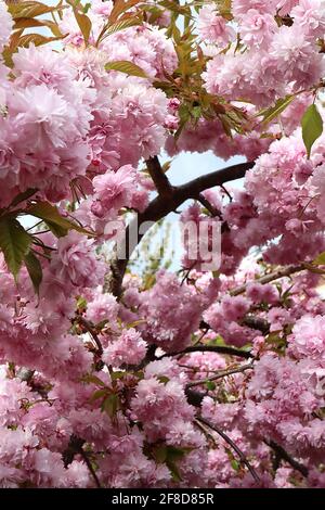 Prunus ‘Asano’ Asano Kirschblüte – Chrysantheme-blühende Cluster rosa Blüten, April, England, Großbritannien Stockfoto