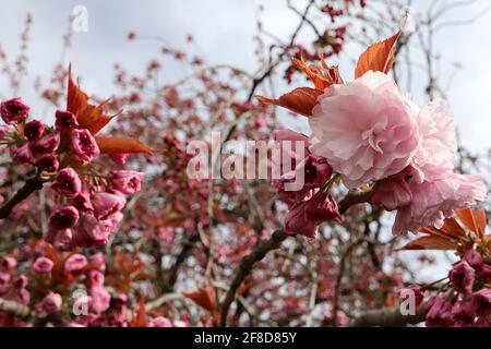 Prunus ‘Kanzan’ Kanzan Kirschblüte – gestielte Cluster aus doppelt rosa Blüten, April, England, Großbritannien Stockfoto