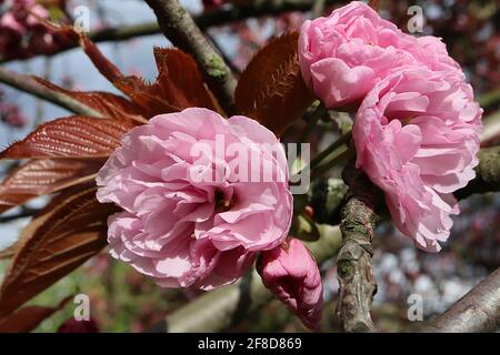 Prunus ‘Kanzan’ Kanzan Kirschblüte – gestielte Cluster aus doppelt rosa Blüten, April, England, Großbritannien Stockfoto