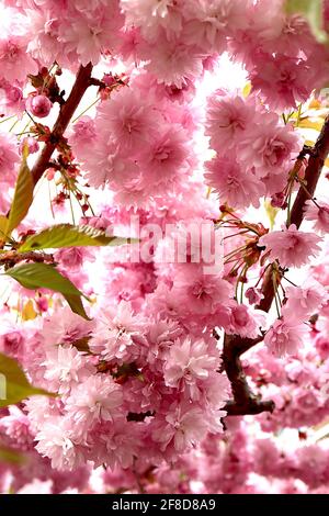 Prunus ‘Kanzan’ Kanzan Kirschblüte – gestielte Cluster aus doppelt rosa Blüten, April, England, Großbritannien Stockfoto