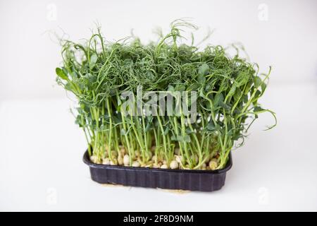 PEA-mikrogrüne Sprossen. Rohe Sprossen, Microgreens, gesundes Lebensmittelkonzept. Unterstützt den Körper zu jeder Jahreszeit mit Vitaminen Stockfoto