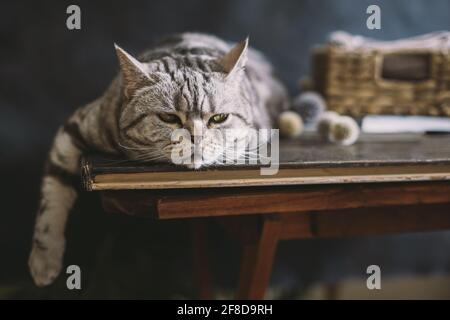 Porträt einer lustigen Katze (Scottish Straight Breed), auf dem Tisch liegend, dunkler Hintergrund. Stockfoto