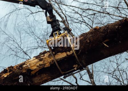 Der Kran lädt die Bäume. Die geschnittenen Baumstämme werden in den Körper des Förderers geladen. Industrieladung für die Holzbearbeitungsanlage Stockfoto