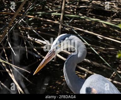 Blaureiher Nahaufnahme Porträt in San Joaquin Marsh and Wildlife Heiligtum in Irvine, Kalifornien Stockfoto